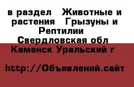  в раздел : Животные и растения » Грызуны и Рептилии . Свердловская обл.,Каменск-Уральский г.